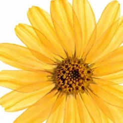 Kneipp Muscle Relaxation Arnica Badolie