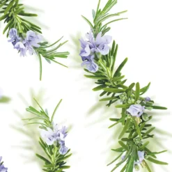 Kneipp New Energy Rozemarijn Badolie