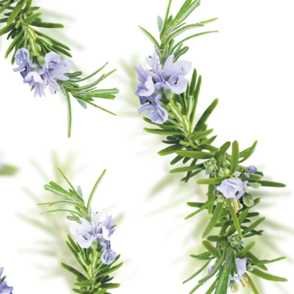 Kneipp New Energy Rozemarijn Badolie