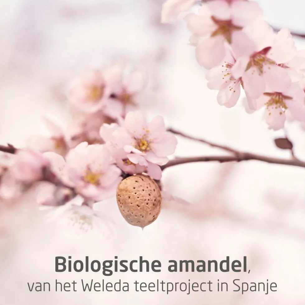 Weleda Zwangerschapsolie